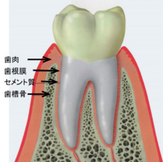 健康な歯周組織